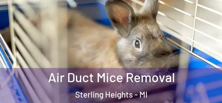  Air Duct Mice Removal Sterling Heights - MI